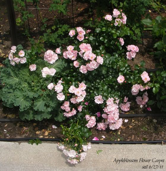 Appleblossom Flower Carpet